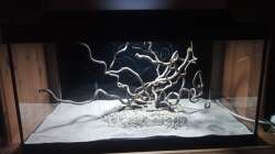 Dekoration im Aquarium 54er Scape / Wood-Stone