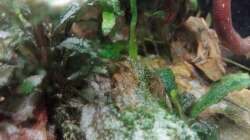 C. panda Jungtier (2 Wochen alt)