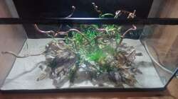 Dekoration im Aquarium 54er Scape / Wood-Stone