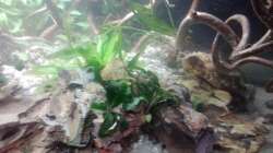 Dekoration im Aquarium 54er Scape / Wood-Stone