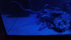 Aquarium 54er Scape / Wood-Stone