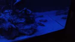 Aquarium 54er Scape / Wood-Stone