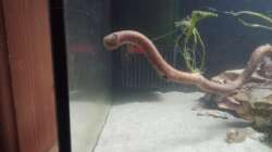 Corydoras panda (groß und klein) ^^