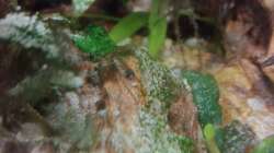 C. panda Jungtier (2 Wochen alt)