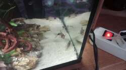 Besatz im Aquarium 54er Scape / Wood-Stone