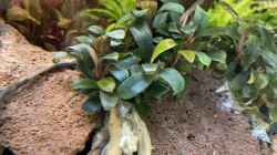 Bucephalandra Serimbu Brown