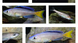 Cyprichromis leptosoma Mpulungu Portfolio