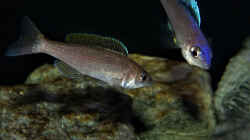 Cyprichromis leptosoma Mpulungu Paar