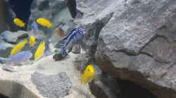 Besatz im Aquarium Eifel-Phonolith Mbuna