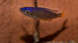 Cyprichromis leptosoma utinta 