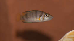 Altolamprologus spec shell 