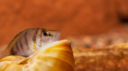 Altolamprologus spec shell 