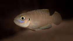 Neolamprologus brevis kigoma