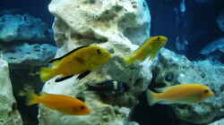 Besatz im Aquarium Becken 4411