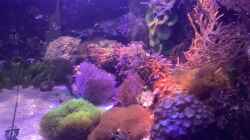 Aquarium kleiner Riff-Ausschnitt