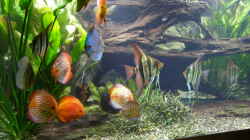 Besatz im Aquarium Becken 4412
