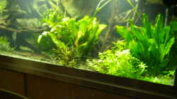 Pflanzen im Aquarium Becken 4412