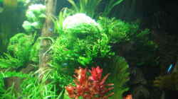Pflanzen im Aquarium Becken 4417