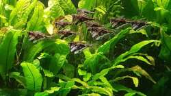 Marmor Beilbauchsalmler