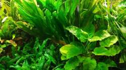 Amazonas Schwertpflanze, Anubias, Cryptocorynen
