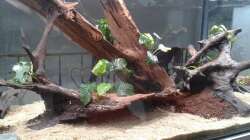 Aquarium Einrichtung