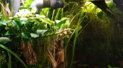 Anubias vor Auslassrohr