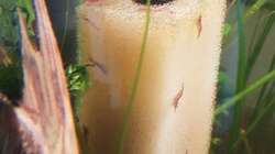 Neocaridina auf Vorfilterschwamm