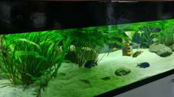 Ansicht linke Seite, durch den enormen Pflanzenwuchs kommt dort wenig Licht durch