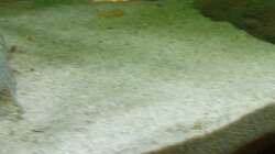 Othopharynx Tetrastigma Beta  Männchen