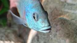 Othopharynx Tetrastigma 