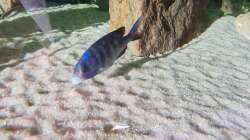 morgendliches Bild , Bodengrund von tetrastigma und lips durchsucht 