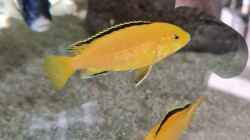 Labidochromis caeruleus yellow 2 Weibchen