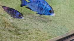 Placidochromis phenochilus mdoka white lip Männchen und Weibchen