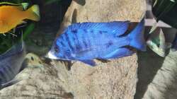 Besatz im Aquarium Malawisee  Übergangszone