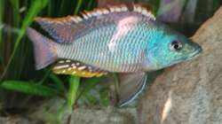 Othopharynx Tetrastigma 