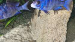 Placidochromis phenochilus mdoka white lip Weibchen 