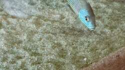 Othopharynx Tetrastigma Beta  Männchen