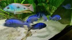 Besatz im Aquarium Malawisee  Übergangszone