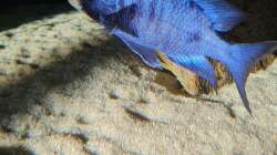 Placidochromis phenochilus mdoka white lip Männchen