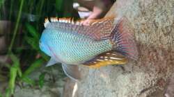 Othopharynx Tetrastigma 