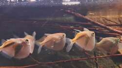 Thoracocharax securis ( Platinbeilbauch )