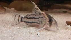 Corydoras ´superschwartzi´, CW 28, ca. 5 cm