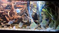 Aquarium Amazonas - Wasserwelt