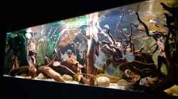 Aquarium Amazonas - Wasserwelt