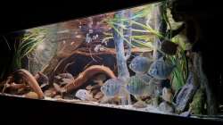 Aquarium Amazonas - Wasserwelt