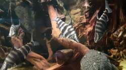 Brachsensalmler ( Abramites hypselonotus )