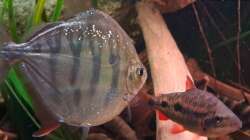 Metynnis fasciatus, ca. 12 cm