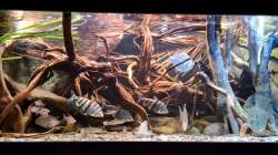 Aquarium Amazonas - Wasserwelt