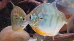 Metynnis fasciatus, ca. 12 cm