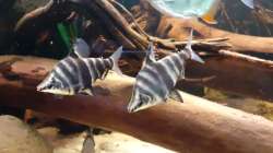 Brachsensalmler ( Abramites hypselonotus )